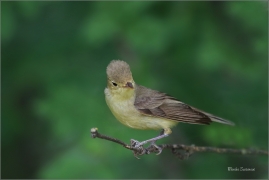 <p>SEDMIHLÁSEK HAJNÍ (Hippolais icterina) - jižní Morava ---- /Icterine warbler - Gelbspötter/</p>